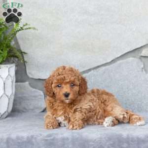 Fern, Miniature Poodle Puppy